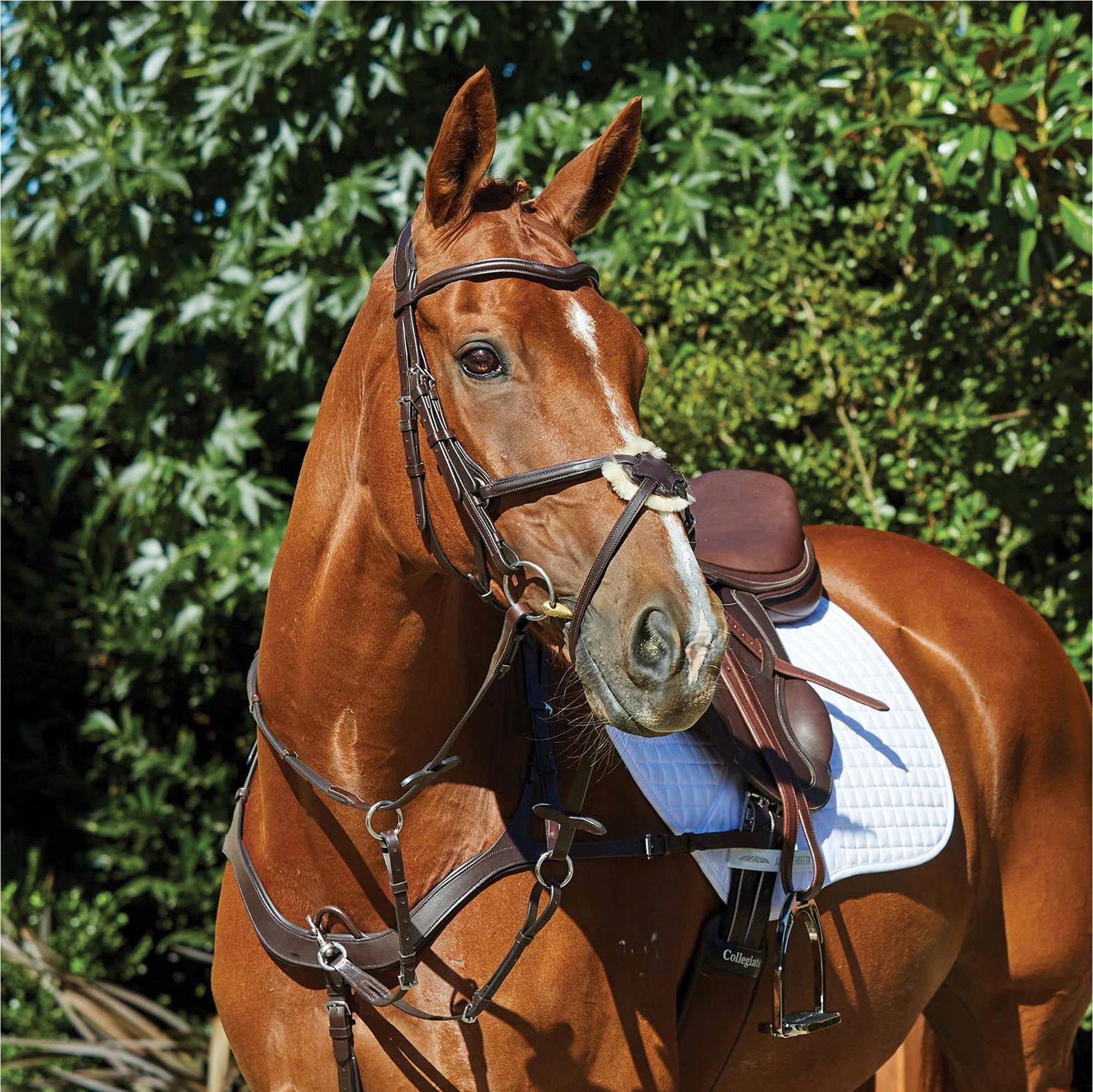 Collegiate Comfitec Grackle Bridle 100637700 - Brown